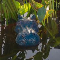 Hippopotame flottant cracheur d'eau                                             